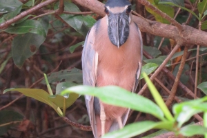 Palmar Norte: in kayak nella foresta di mangrovie