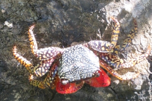 Palmar Norte: in kayak nella foresta di mangrovie