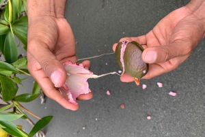 Palmar Norte: in kayak nella foresta di mangrovie