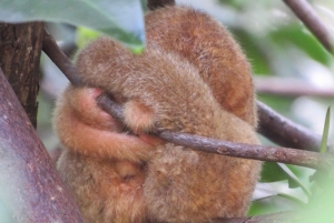 Palmar Norte: in kayak nella foresta di mangrovie