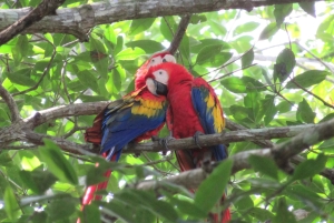 Palmar Norte: in kayak nella foresta di mangrovie