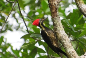 Palmar Norte: in kayak nella foresta di mangrovie