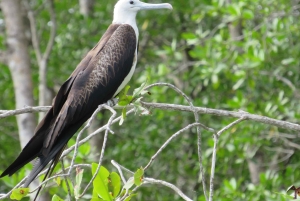 Palmar Norte: in kayak nella foresta di mangrovie