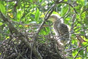 Palmar Norte: in kayak nella foresta di mangrovie