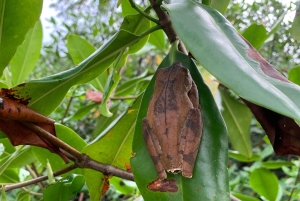 Palmar Norte: in kayak nella foresta di mangrovie