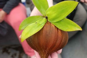 Palmar Norte: in kayak nella foresta di mangrovie