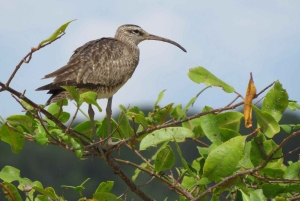 Palmar Norte: in kayak nella foresta di mangrovie