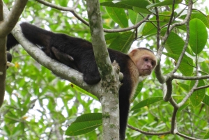 Palmar Norte: in kayak nella foresta di mangrovie
