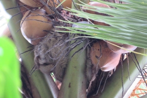 Palmar Norte: in kayak nella foresta di mangrovie
