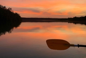 Palmar Norte: in kayak nella foresta di mangrovie