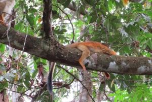 Palmar Norte: visita ao Património Mundial