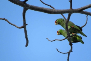 Palmar Norte: visita ao Património Mundial