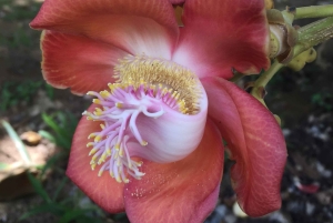 Palmar Norte: visita ao Património Mundial