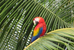 Palmar Norte: visita ao Património Mundial