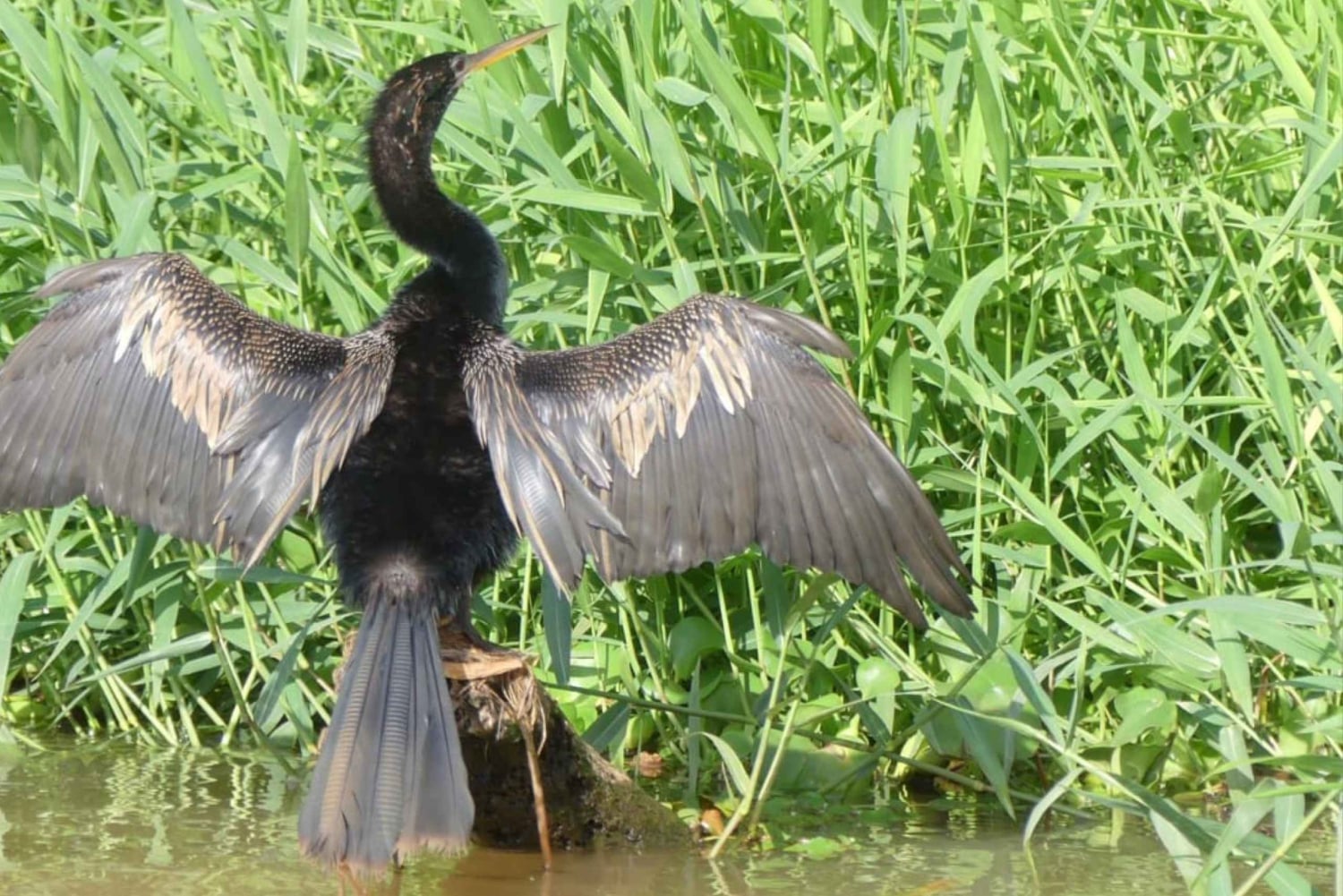 Palo Verde & Guatil: Jungle Boat Tour, Pottery & Lunch