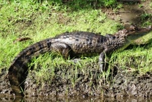 Palo Verde & Guatil: Jungle Boat Tour, Pottery & Lunch