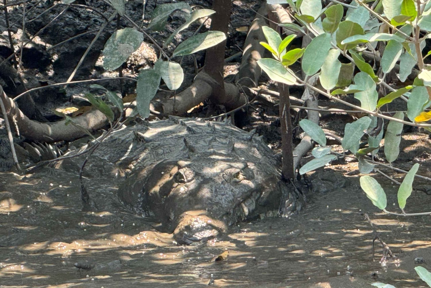 Visite du parc national de Palo Verde