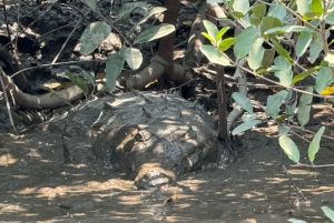 Visite du parc national de Palo Verde