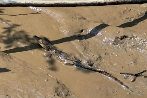 Visite du parc national de Palo Verde