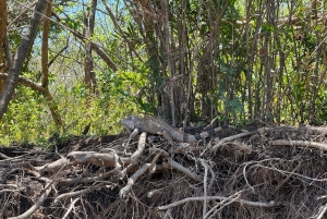 Visite du parc national de Palo Verde