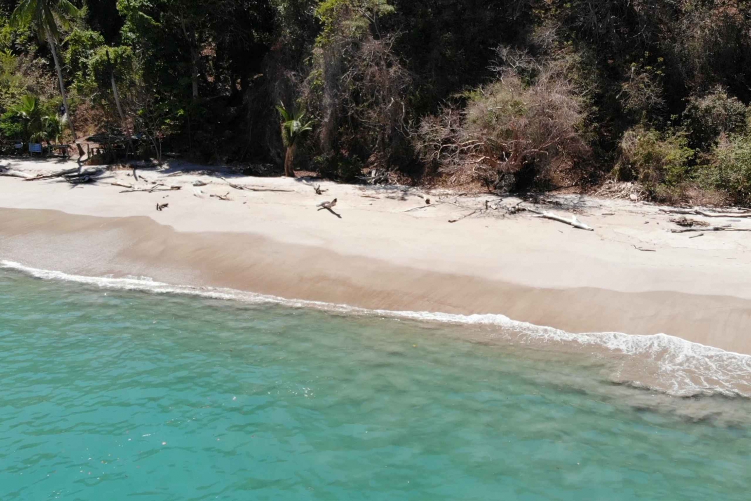 Paquera : excursion de plongée en apnée à l'île Tortuga