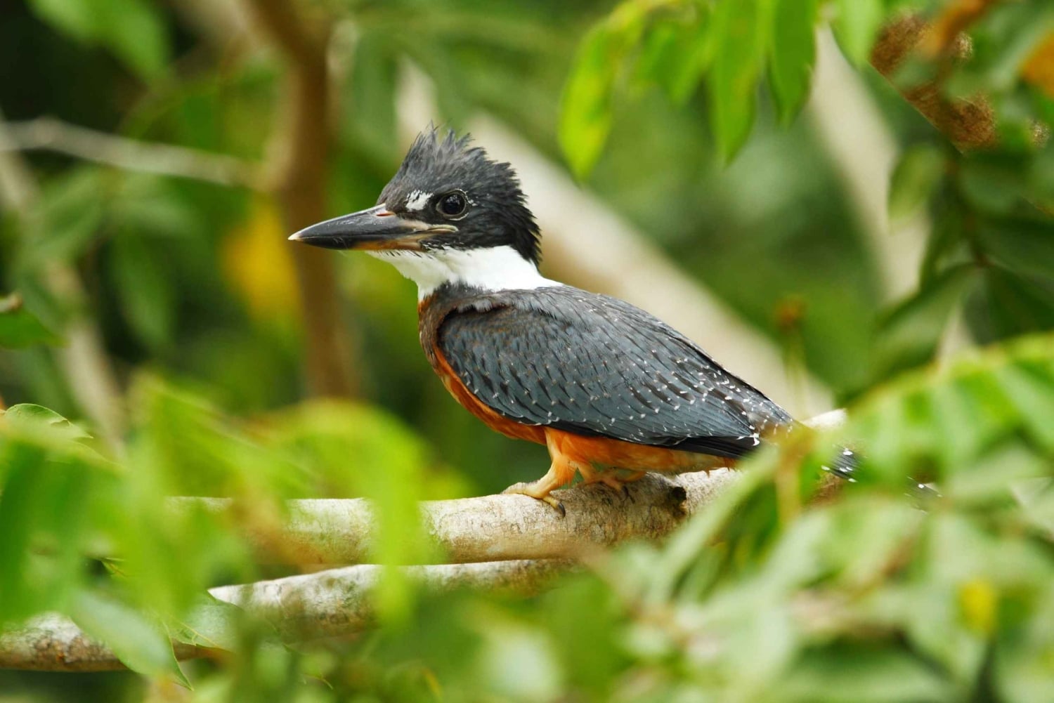 Peñas Blancas rivier: Safari Float met kleine groep