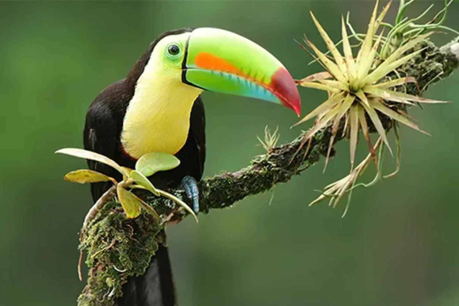 Playa del Coco : Découverte du paresseux et visite du Rio Celeste