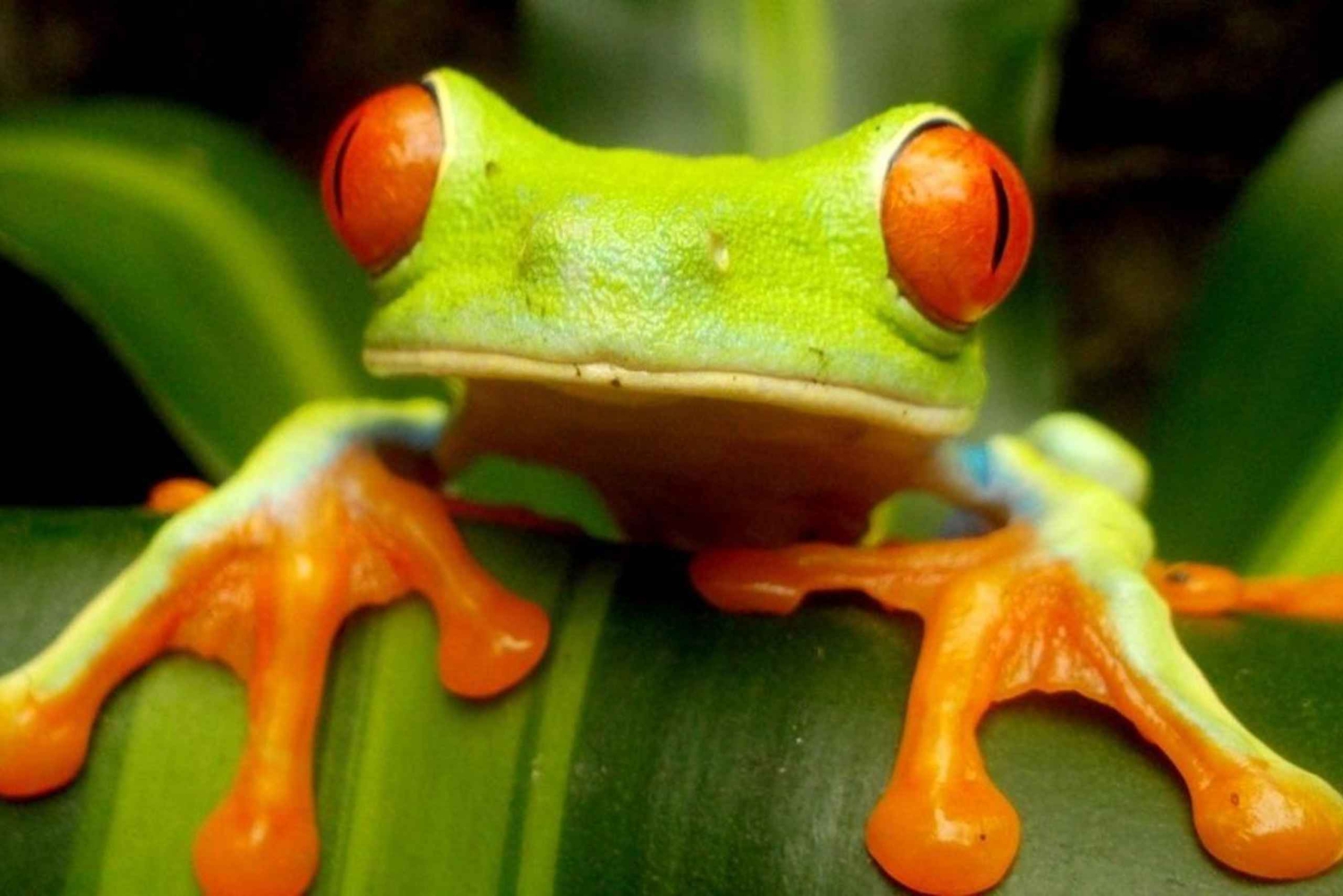 Playa del Coco : Découverte du paresseux et visite du Rio Celeste