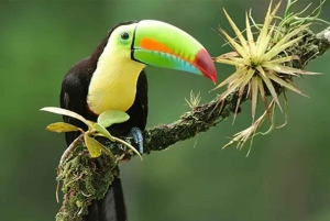 Playa del Coco: Opdagelse af dovendyr og Rio Celeste-tur