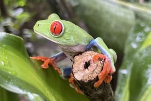 Playa del Coco: Opdagelse af dovendyr og Rio Celeste-tur
