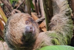 Playa del Coco: Opdagelse af dovendyr og Rio Celeste-tur