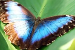 Playa del Coco: Opdagelse af dovendyr og Rio Celeste-tur