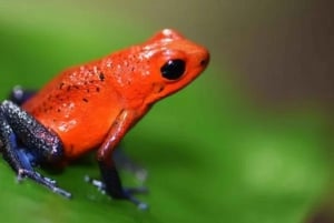 Playa del Coco: Opdagelse af dovendyr og Rio Celeste-tur
