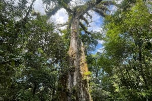 Playa del Coco: Opdagelse af dovendyr og Rio Celeste-tur