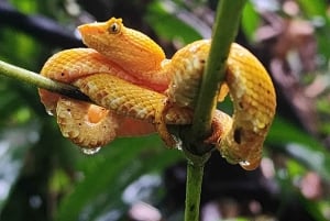 Playa del Coco: Opdagelse af dovendyr og Rio Celeste-tur