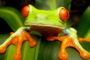 Playa del Coco : Découverte du paresseux et visite du Rio Celeste