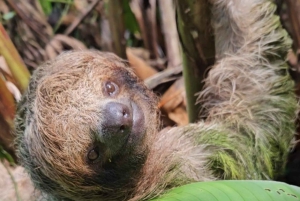Playa del Coco : Découverte du paresseux et visite du Rio Celeste