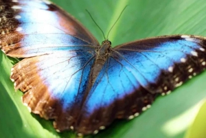Playa del Coco : Découverte du paresseux et visite du Rio Celeste