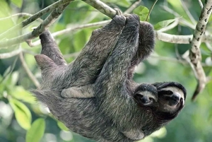 Playa del Coco : Découverte du paresseux et visite du Rio Celeste