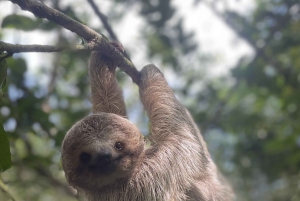 Playa del Coco : Découverte du paresseux et visite du Rio Celeste