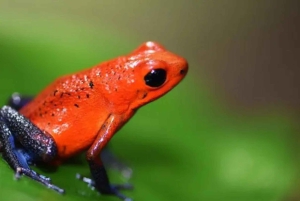 Playa del Coco : Découverte du paresseux et visite du Rio Celeste