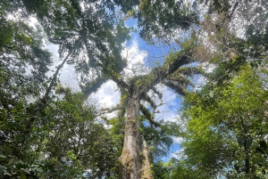 Playa del Coco : Découverte du paresseux et visite du Rio Celeste