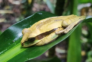 Playa del Coco : Découverte du paresseux et visite du Rio Celeste