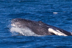 Playa Flamingo: Catamaran Tour and Snorkel With Meal