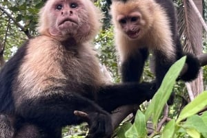 Playa Hermosa: Ape-, dovendyr- og strandeventyr