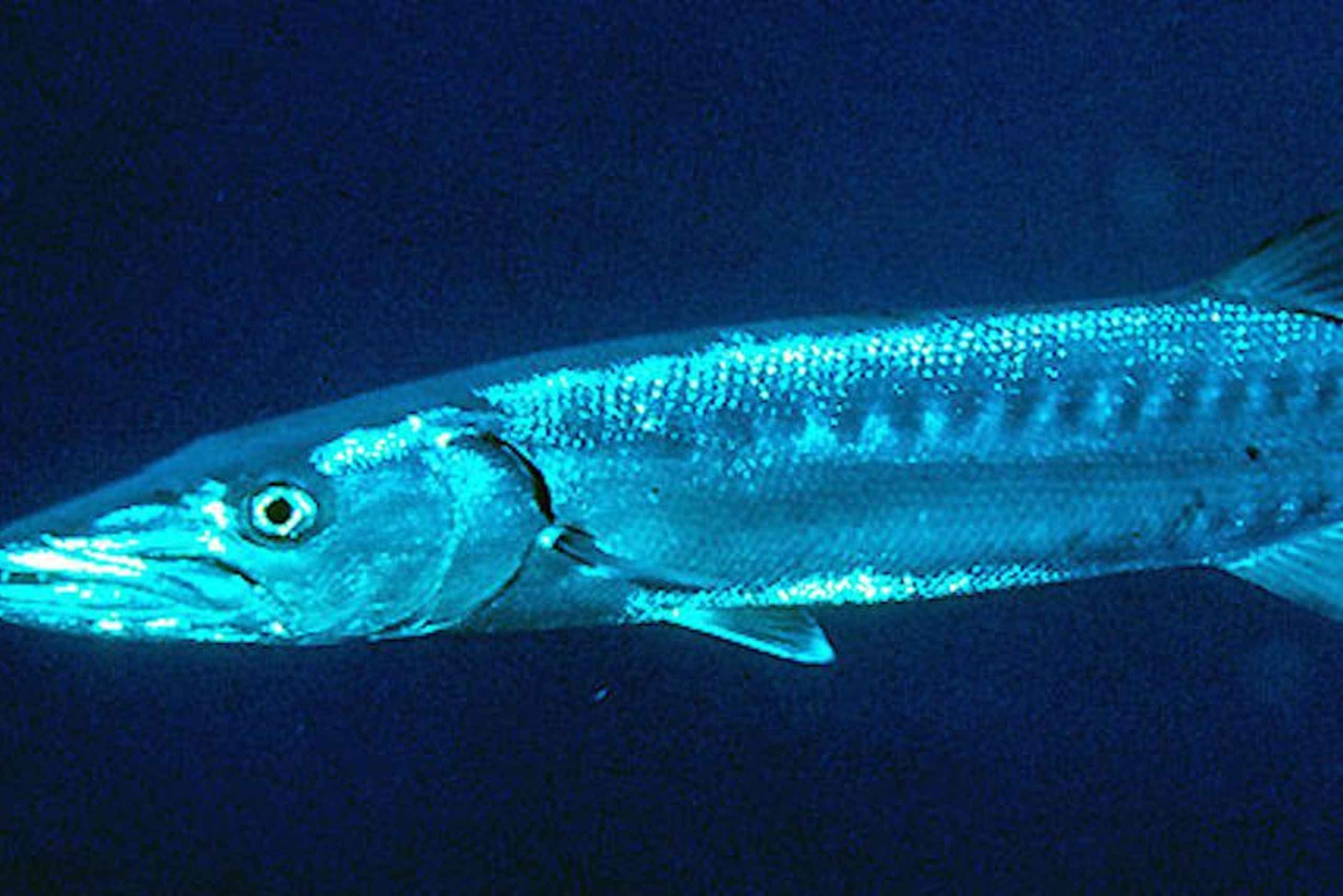 Playa Mantas: Strandfisketur