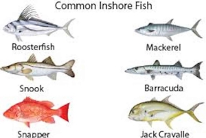 Playa Mantas: Strandfisketur