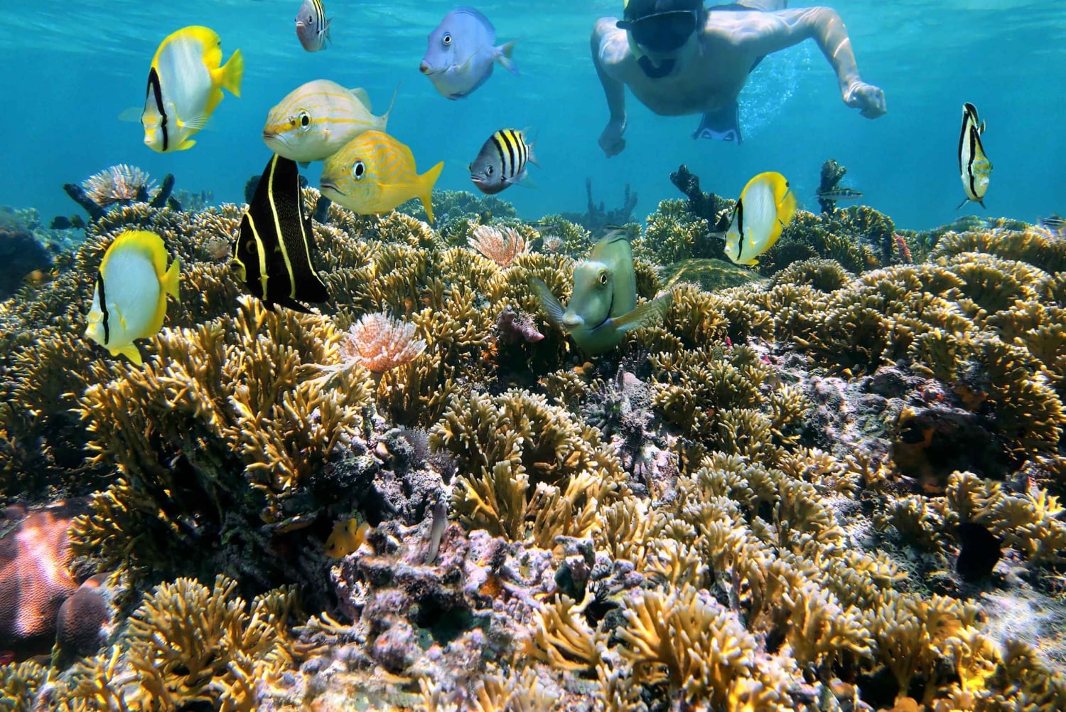 Playa Mantas: Aamuisin opastettu snorklausretki lähellä Jacon rantaa