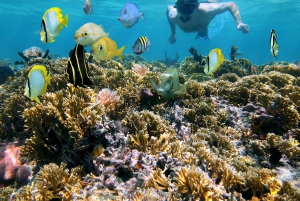 Playa Mantas: Aamuisin opastettu snorklausretki lähellä Jacon rantaa