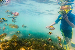 Playa Mantas: Aamuisin opastettu snorklausretki lähellä Jacon rantaa